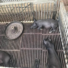 鑄鐵材質